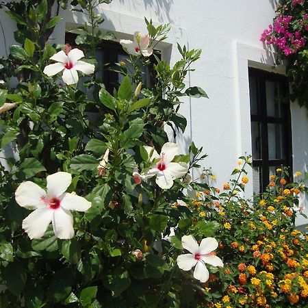 Mimosa Apart Hotel Gumbet Zewnętrze zdjęcie